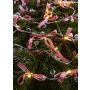 Markslojd ROSETT 702943 Светлинен верига 20x0.8W/LED 2700K IP20